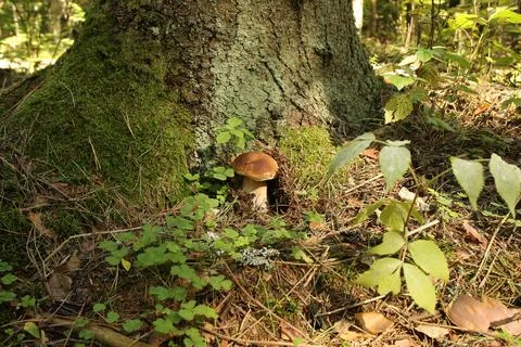 Mushroom by the tree Stock Photos