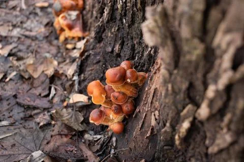 Mushroom on the tree, snow Stock Photos