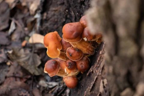 Mushroom on the tree, snow Stock Photos