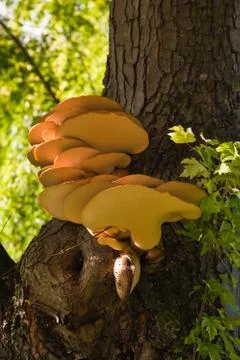 Mushroom on a tree stem Stock Photos