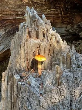 Mushroom on Tree Stump Foto stock