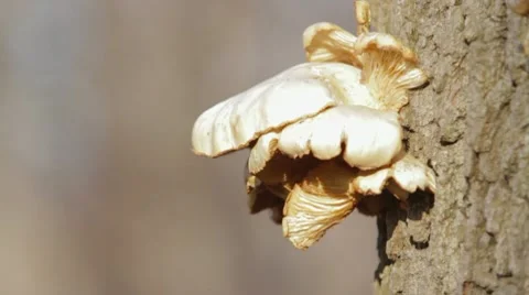 Mushroom on Tree - Tilt Down Stock Footage 9556702