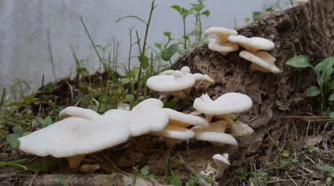 Mushroom on tree trunk 2 Stock Footage 26074418