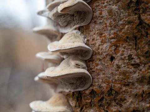 Mushroom on a tree trunk close-up. Stock Photos