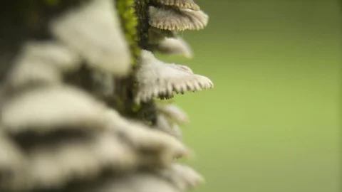 Mushroom on tree trunk during monsoon 스톡 동영상 72502593