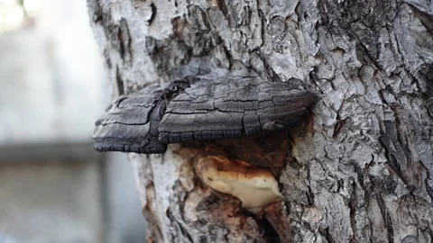 Mushroom on Tree Trunk Stock Footage 152045629