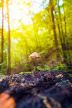 Mushroom on tree trunk in forest Stock Photos