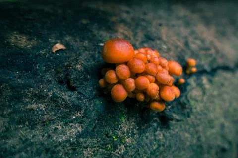 Mushroom on tree trunk, macro close up Stock Photos