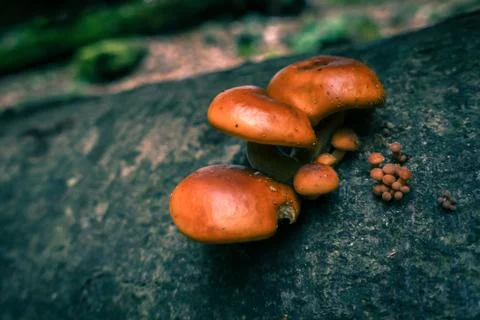 Mushroom on tree trunk, macro close up Stock Photos