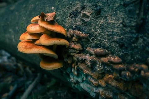 Mushroom on tree trunk, macro close up Stock Photos