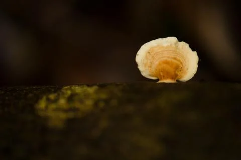 Mushroom on a tree trunk. Stock Photos