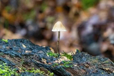 Mushroom on tree trunk 스톡 사진