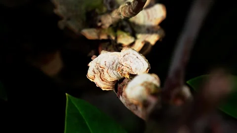Mushroom on Tree Trunk in Sunlight Stock Footage 320599754
