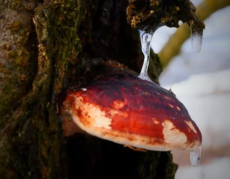 Mushroom on the tree trunk in winter. Stock-Fotos