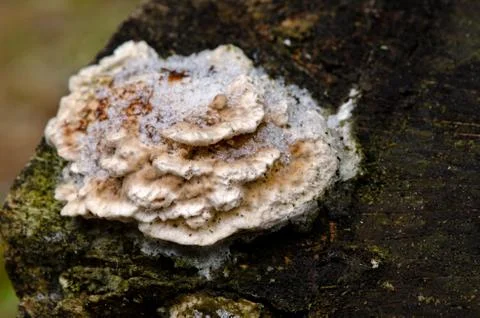 Mushroom on the tree under the snow Stock Photos