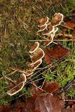 Mushroom on tree winter macro background high quality fifty megapixels prints Stock Photos