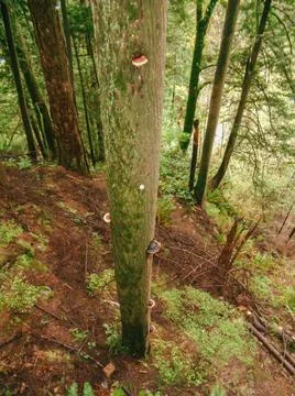 Mushroom on trees Stock Photos