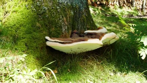 Mushroom in the trunk of a tree Stock Photos