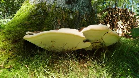 Mushroom in the trunk of a tree Stock Photos