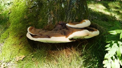 Mushroom in the trunk of a tree Stock Photos