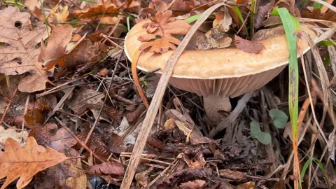 Mushroom uhd Stock Footage 220039465