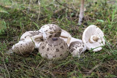 Mushroom umbrellas lie in the grass fresh close-up.Macrolepiota procera Stock Photos