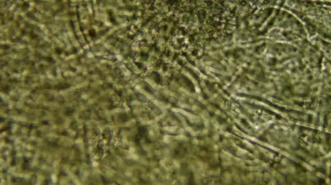 Mushroom under the microscope, background. (Suillus) Stock Footage 12833429