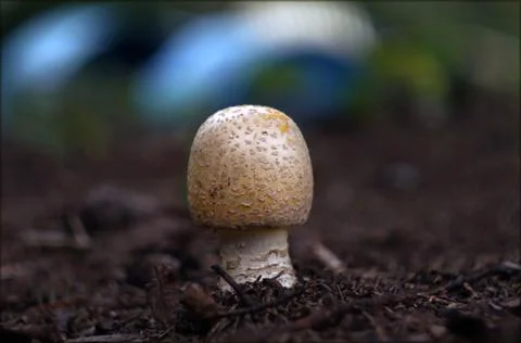 Mushroom under pine tree Stock Photos