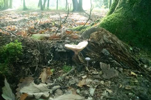 Mushroom under a tree in the forest Stock Photos