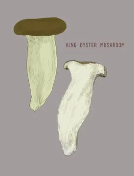 Mushroom vector. Stock Illustration