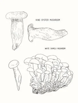 Mushroom vector. Stock Illustration
