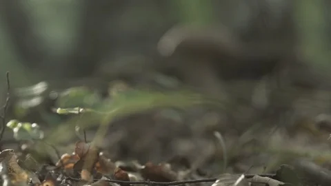 Mushroom in a virgin forest 動画素材 100066198