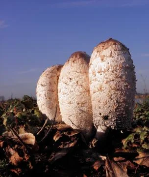 Mushroom waterfront Stock Photos