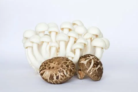 Mushroom on white background Stock Photos