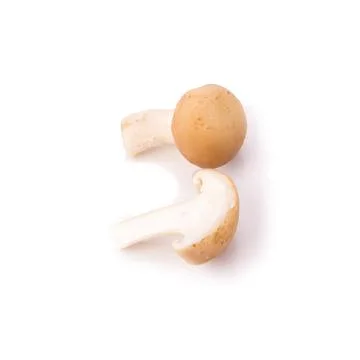 Mushroom on the White background Stock Photos