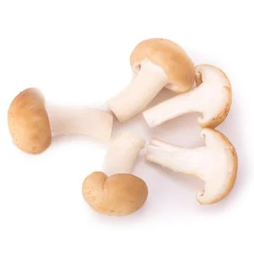 Mushroom on the White background Stock Photos