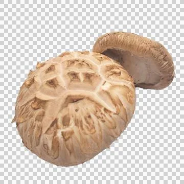 Mushroom on white background Stock Photos
