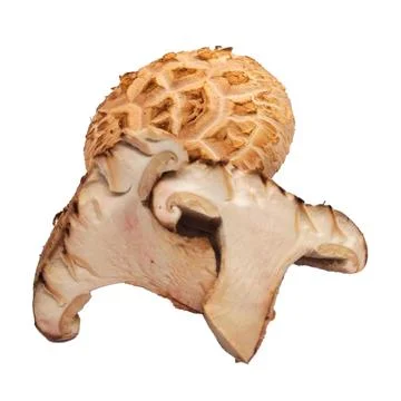 Mushroom on white background Stock Photos