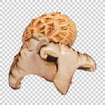 Mushroom on white background Stock Photos