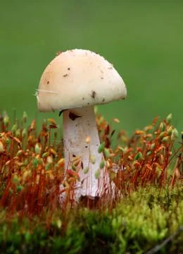 Mushroom - white toadstool in moss Stock Photos