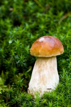 Mushroom in the wild Stock Photos