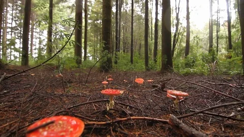 Mushroom in woods Stock Footage 77049063