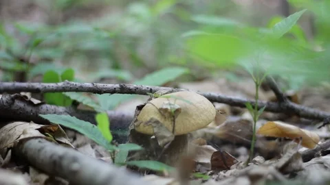A Mushroom in the Woods Stock Footage 91307318