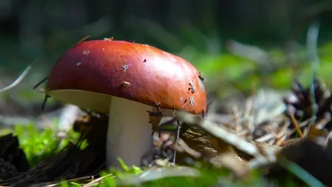 Mushroom in the woods Video stock 190929837