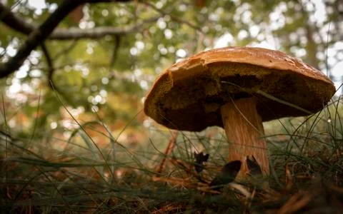 Mushroom in the woods Stock Photos
