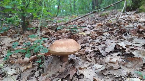 Mushroom in the woods Stock Photos