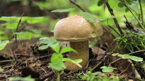 Mushroom in the woods in the rain Vídeos de archivo 54536334