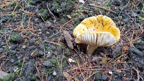 Mushroom Yellow Forest Floor Stock Footage 264342999