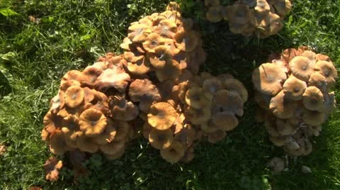 Mushroom zoom in 01 Stock Footage 12670577