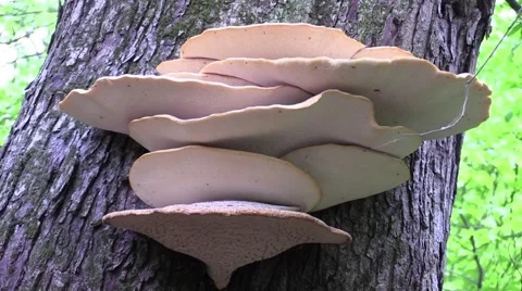 Mushroom zoom out Stock Footage 63301510